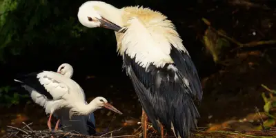ইসলামের দৃষ্টিতে পরিযায়ী পাখির সংরক্ষণ